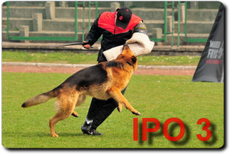 Dzie drugi - zawody psw IPO3