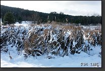 PICT0015.JPG 